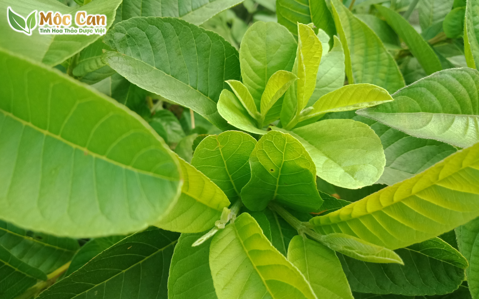 BÀI THUỐC THƯỜNG GẶP TỪ LÁ ỔI 1